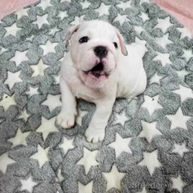 販売中の京都府のブルドッグ-424666の8枚目