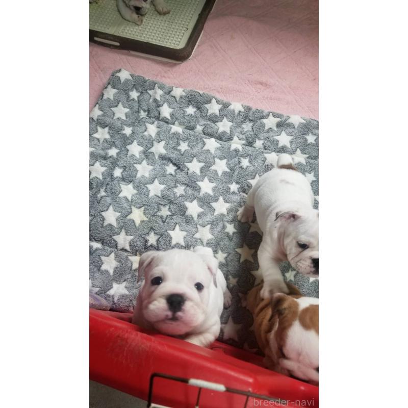 販売中の京都府のブルドッグ-424666の6枚目