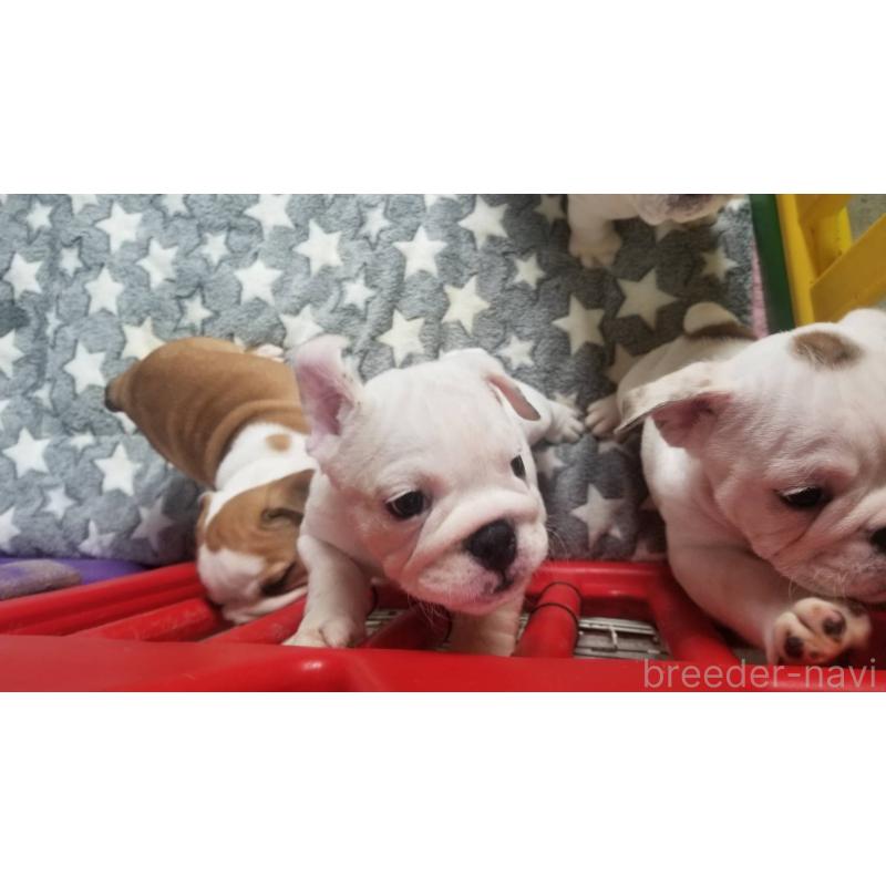 販売中の京都府のブルドッグ-424666の5枚目