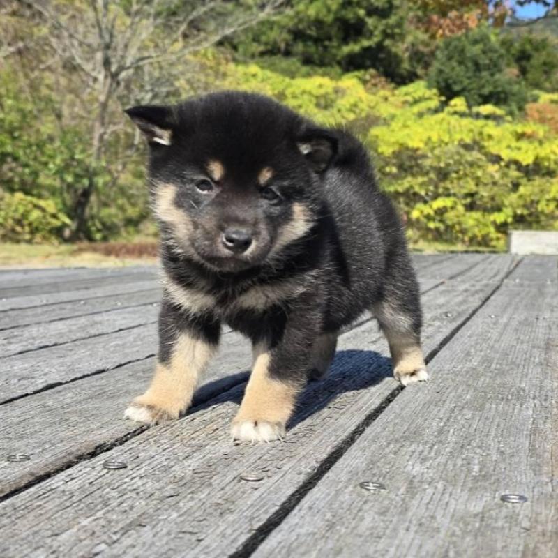 販売中の島根県の柴犬-424664の3枚目
