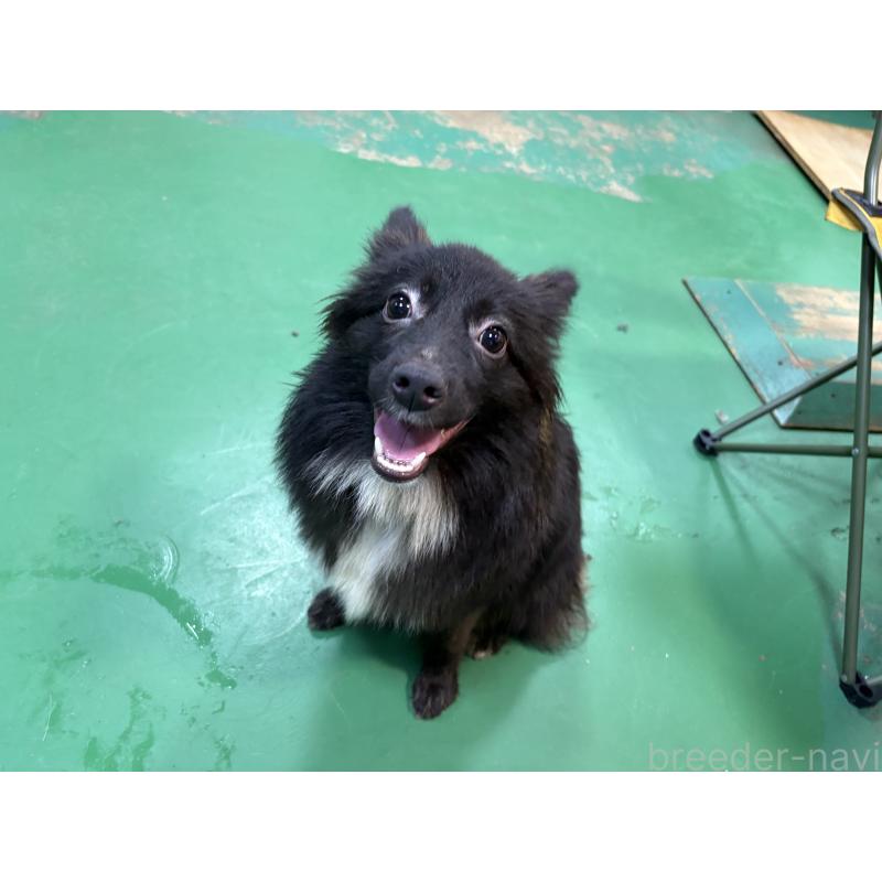 販売中の東京都のミックス犬-375988の3枚目