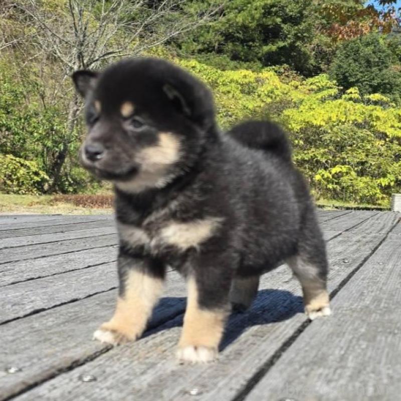 販売中の島根県の柴犬-424664の2枚目