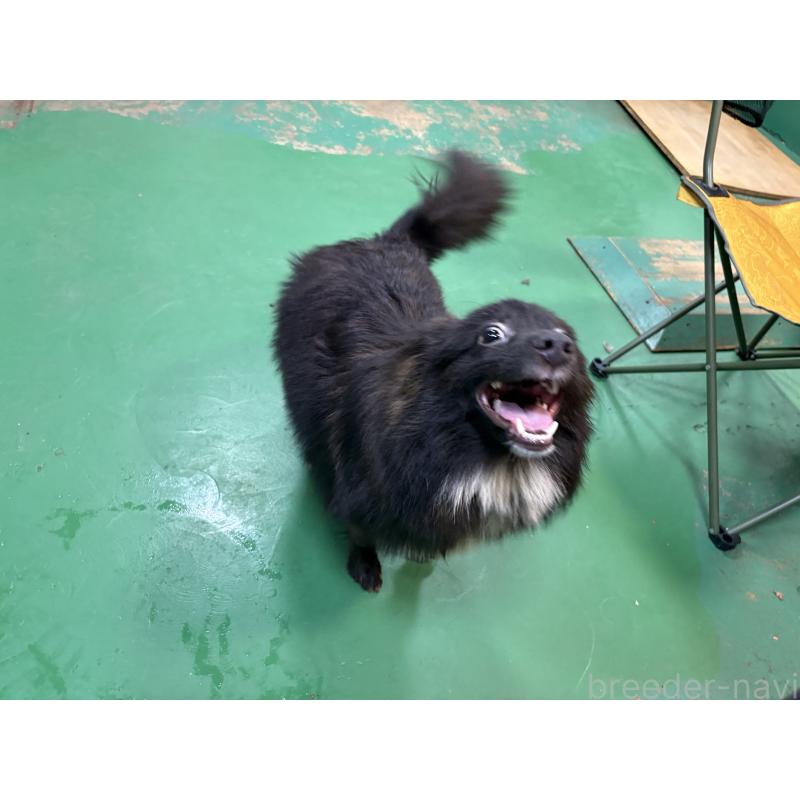 販売中の東京都のミックス犬-375988の2枚目