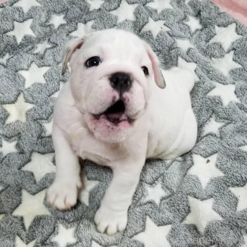 販売中の京都府のブルドッグ-424666