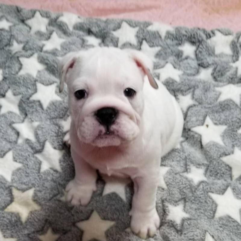 販売中の京都府のブルドッグ-424666の4枚目