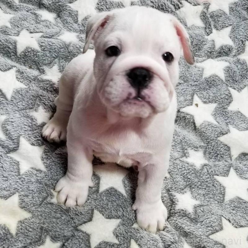 販売中の京都府のブルドッグ-424666の3枚目