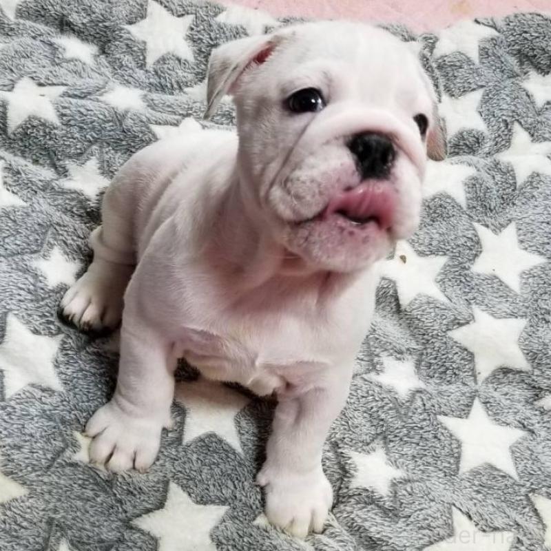 販売中の京都府のブルドッグ-424666の2枚目