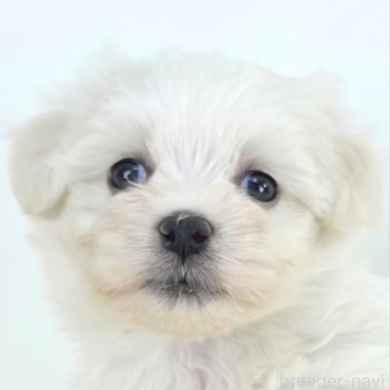 販売中の茨城県のミックス犬-424667の1枚目