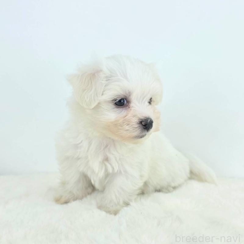 販売中の茨城県のミックス犬-424667の6枚目