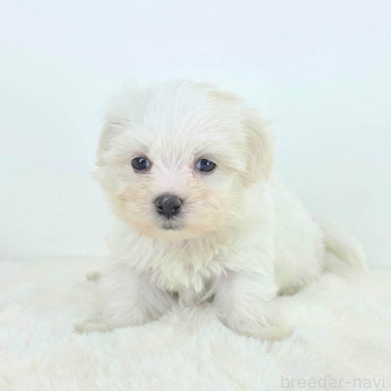 販売中の茨城県のミックス犬-424667の5枚目