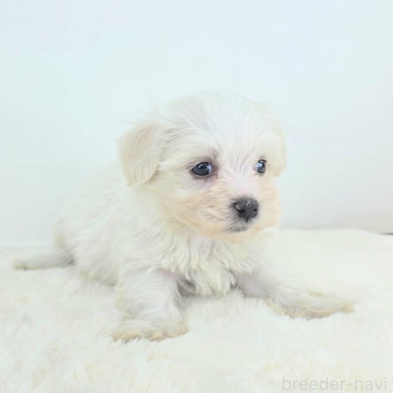 販売中の茨城県のミックス犬-424667の4枚目