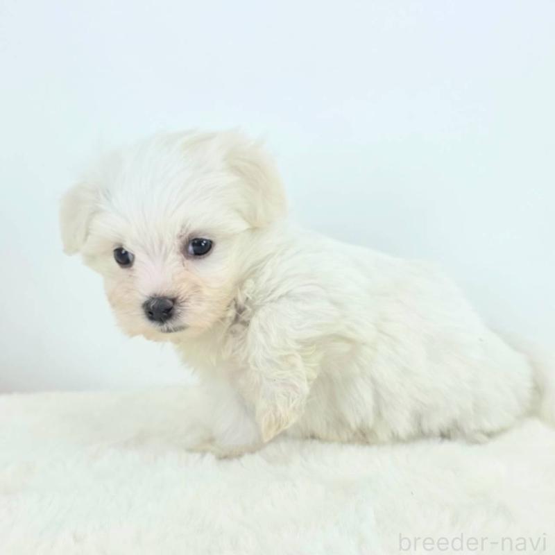 販売中の茨城県のミックス犬-424667の3枚目