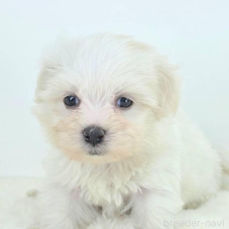 販売中の茨城県のミックス犬-424667の2枚目