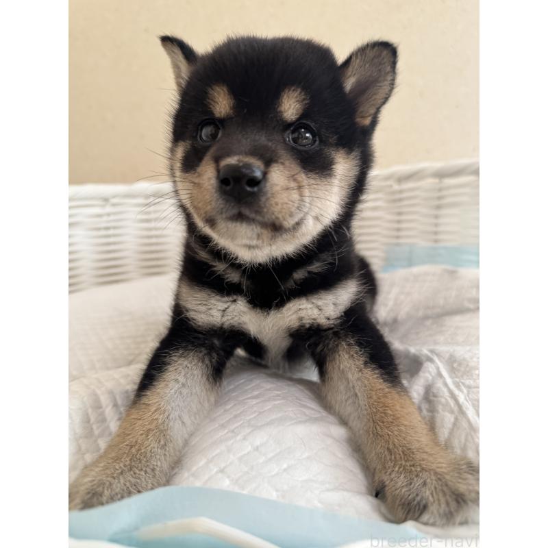 販売中の兵庫県の豆柴-424669の1枚目