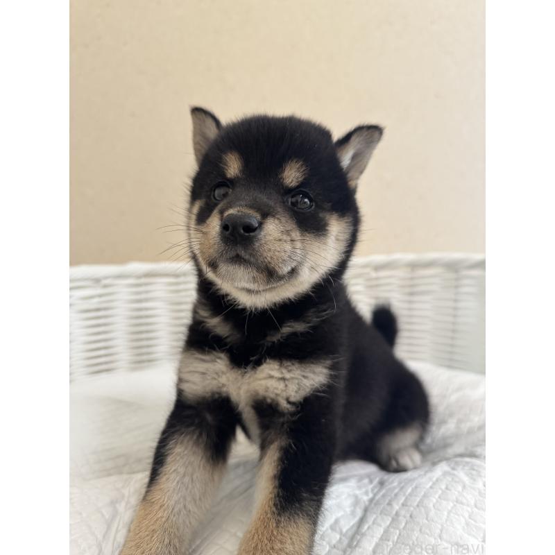 販売中の兵庫県の豆柴-424669の7枚目