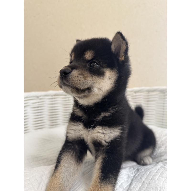 販売中の兵庫県の豆柴-424669の6枚目