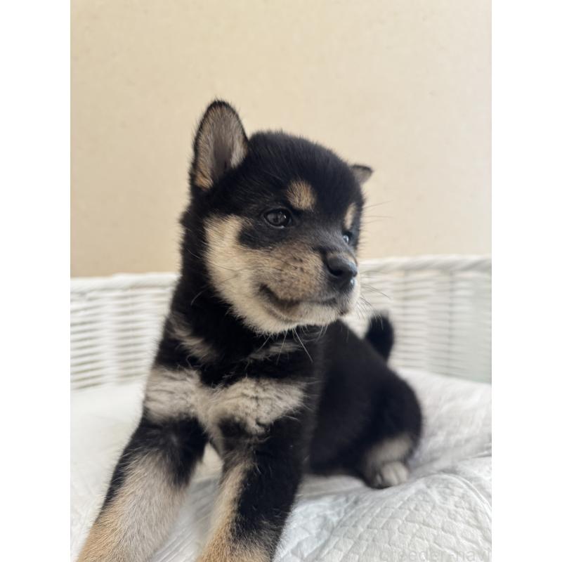 販売中の兵庫県の豆柴-424669の5枚目