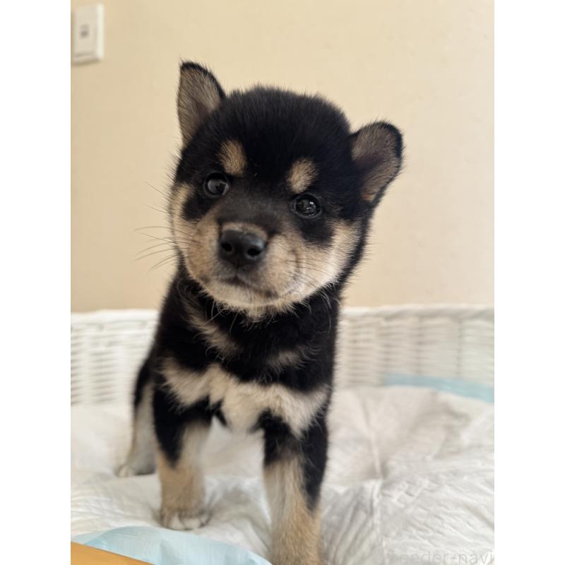 販売中の兵庫県の豆柴-424669の4枚目