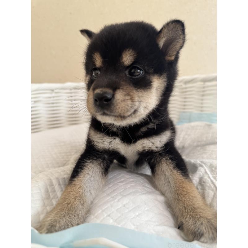 販売中の兵庫県の豆柴-424669の3枚目