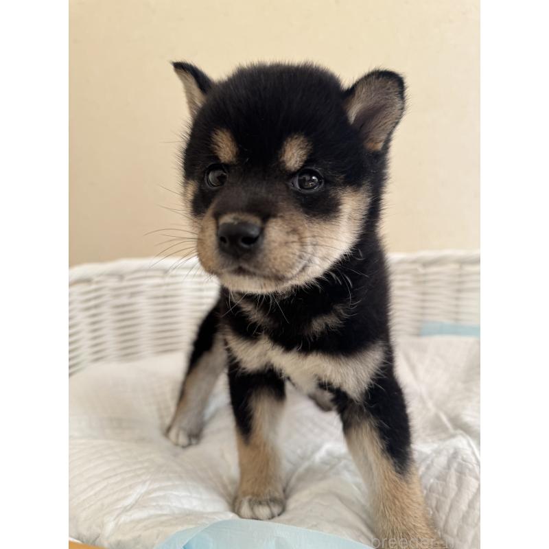 販売中の兵庫県の豆柴-424669の2枚目