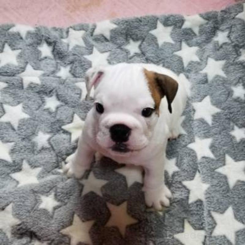 販売中の京都府のブルドッグ-424670の7枚目