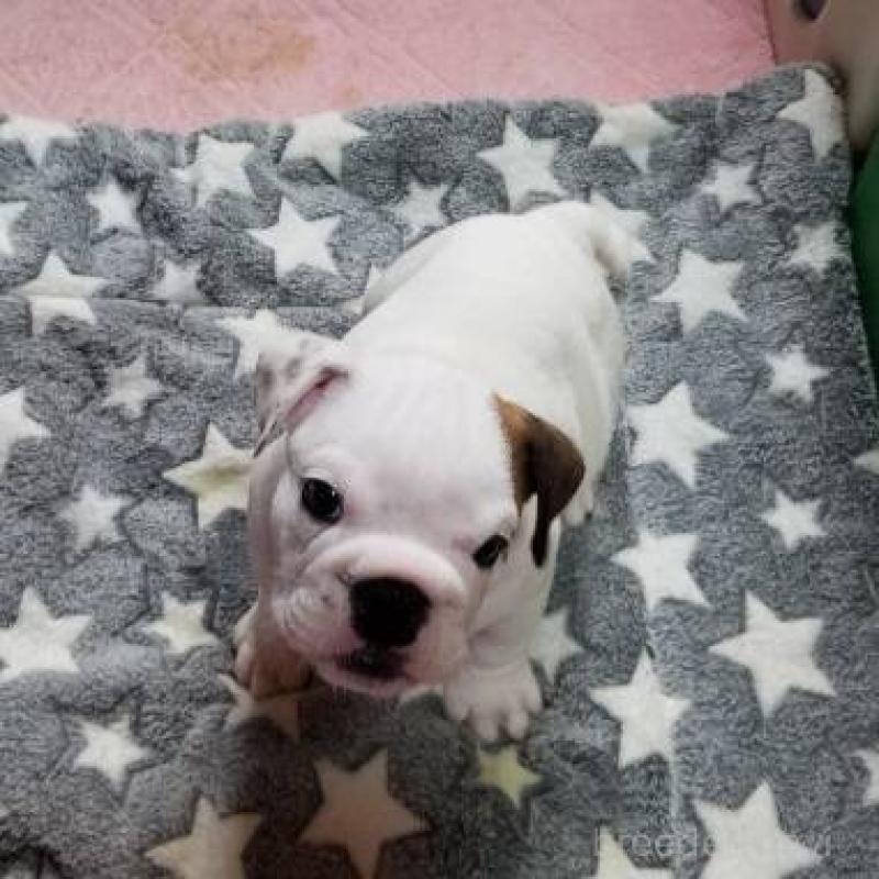 販売中の京都府のブルドッグ-424670の8枚目