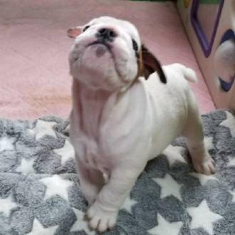 販売中の京都府のブルドッグ-424670の5枚目