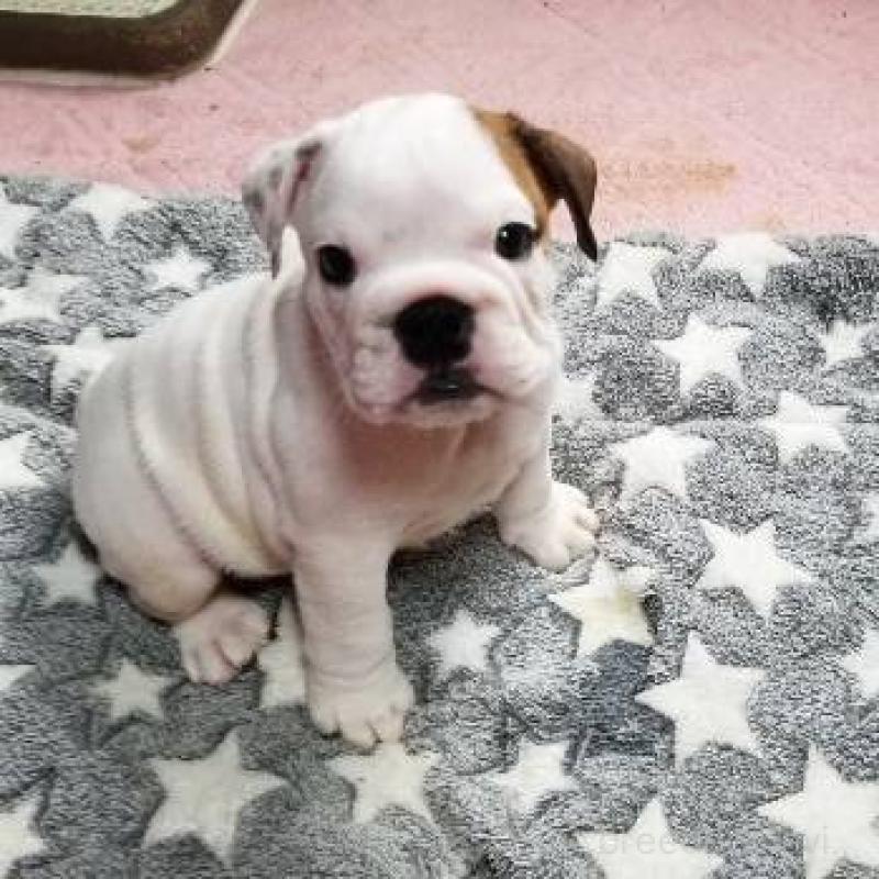 販売中の京都府のブルドッグ-424670の6枚目