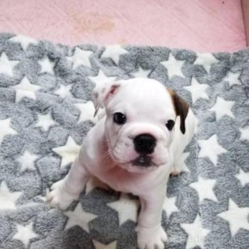 販売中ののブルドッグ-424670