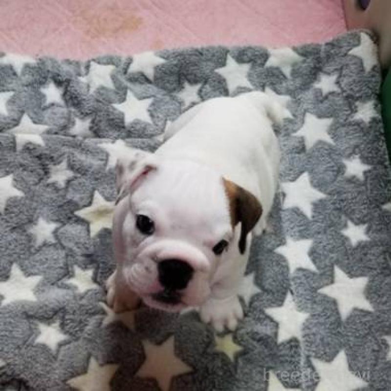 販売中の京都府のブルドッグ-424670の4枚目