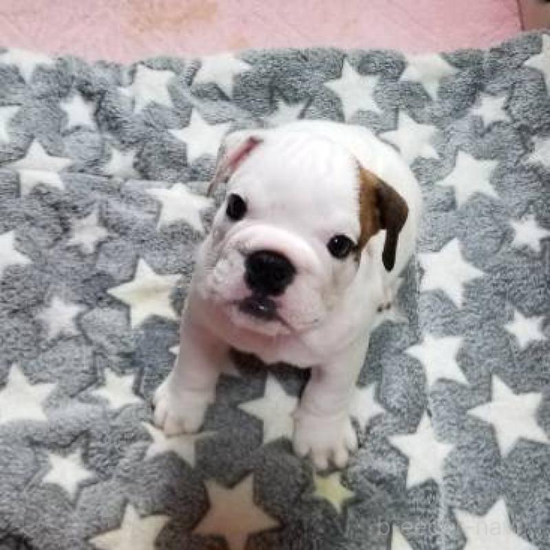 販売中の京都府のブルドッグ-424670の2枚目