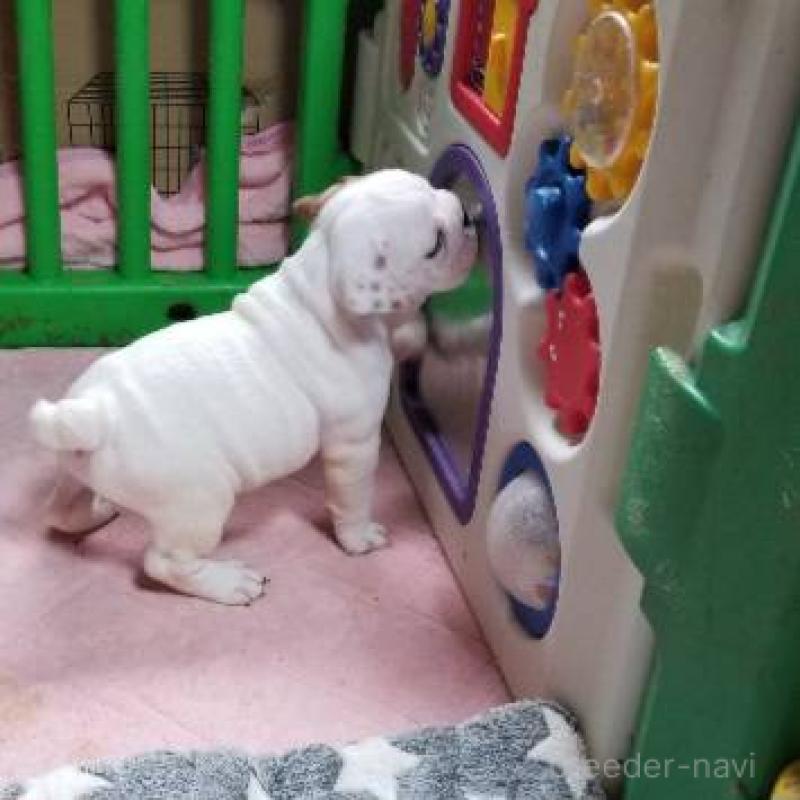 販売中の京都府のブルドッグ-424670の3枚目