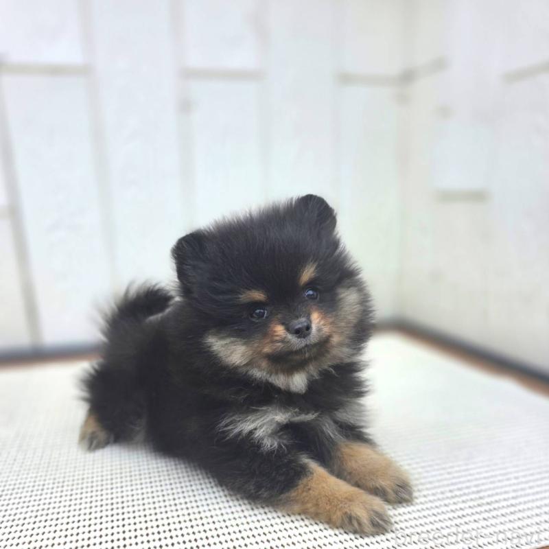販売中の茨城県のポメラニアン-421121