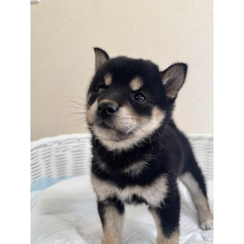 販売中の兵庫県の豆柴-424671