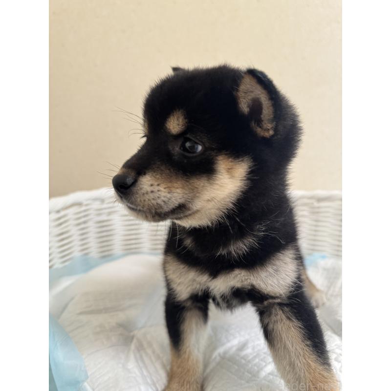 販売中の兵庫県の豆柴-424671の8枚目