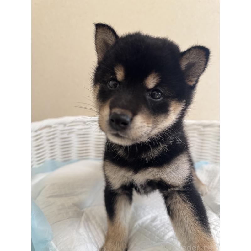 販売中の兵庫県の豆柴-424671の7枚目