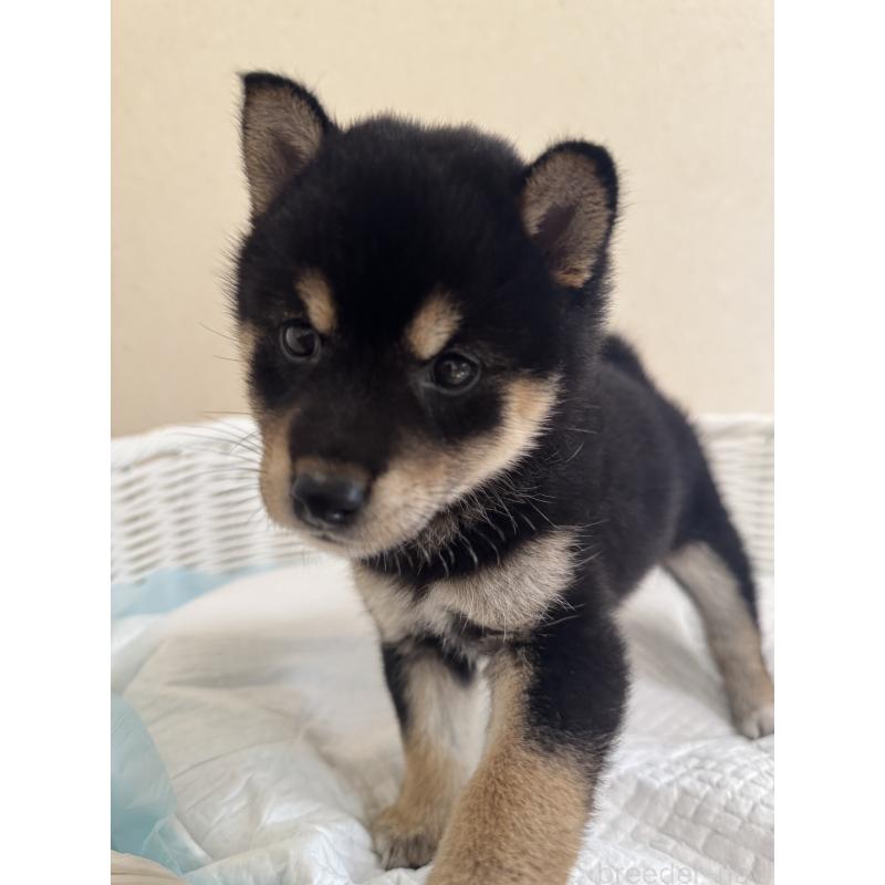 販売中の兵庫県の豆柴-424671の6枚目