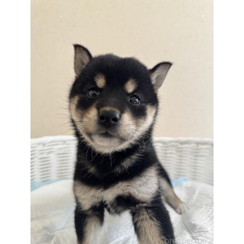 販売中の兵庫県の豆柴-424671の5枚目