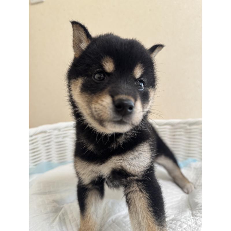 販売中の兵庫県の豆柴-424671の4枚目