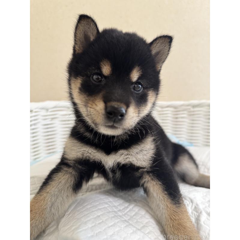 販売中の兵庫県の豆柴-424671の3枚目