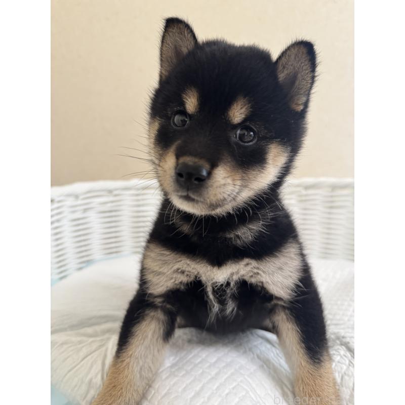 販売中の兵庫県の豆柴-424671の2枚目