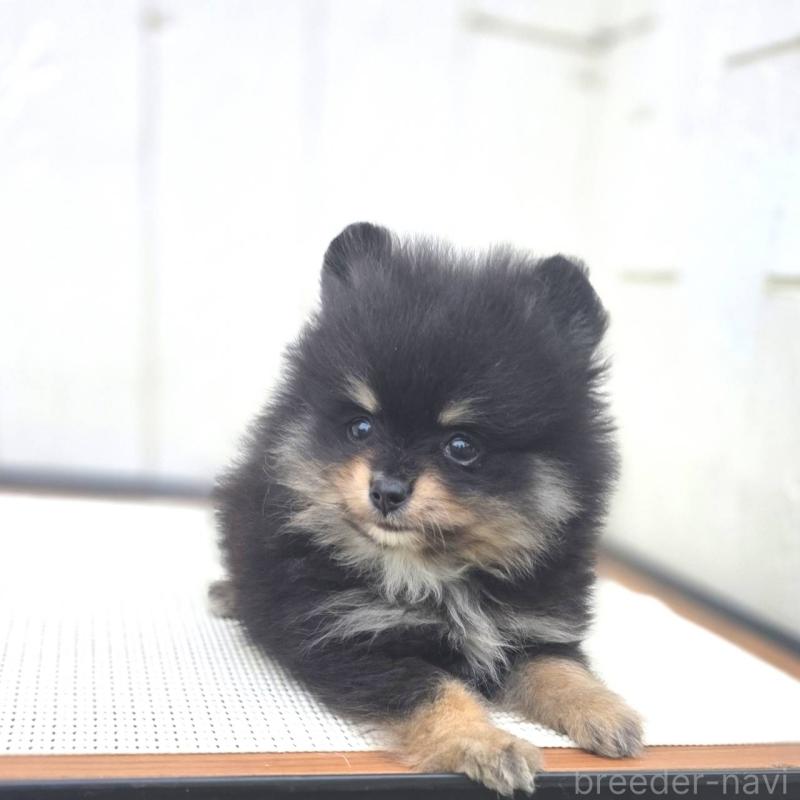 販売中の茨城県のポメラニアン-421132