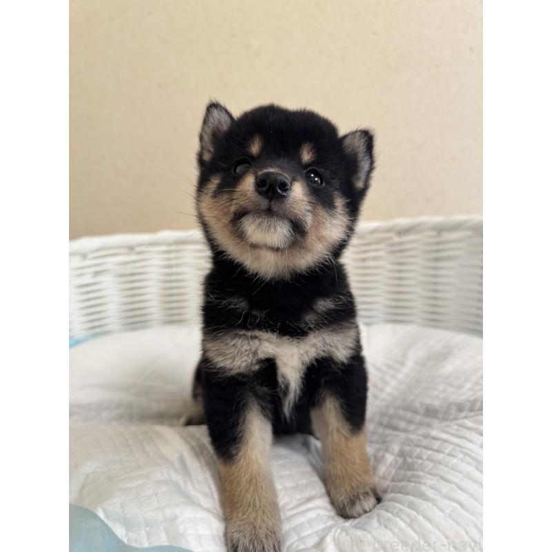 販売中の兵庫県の豆柴-424673