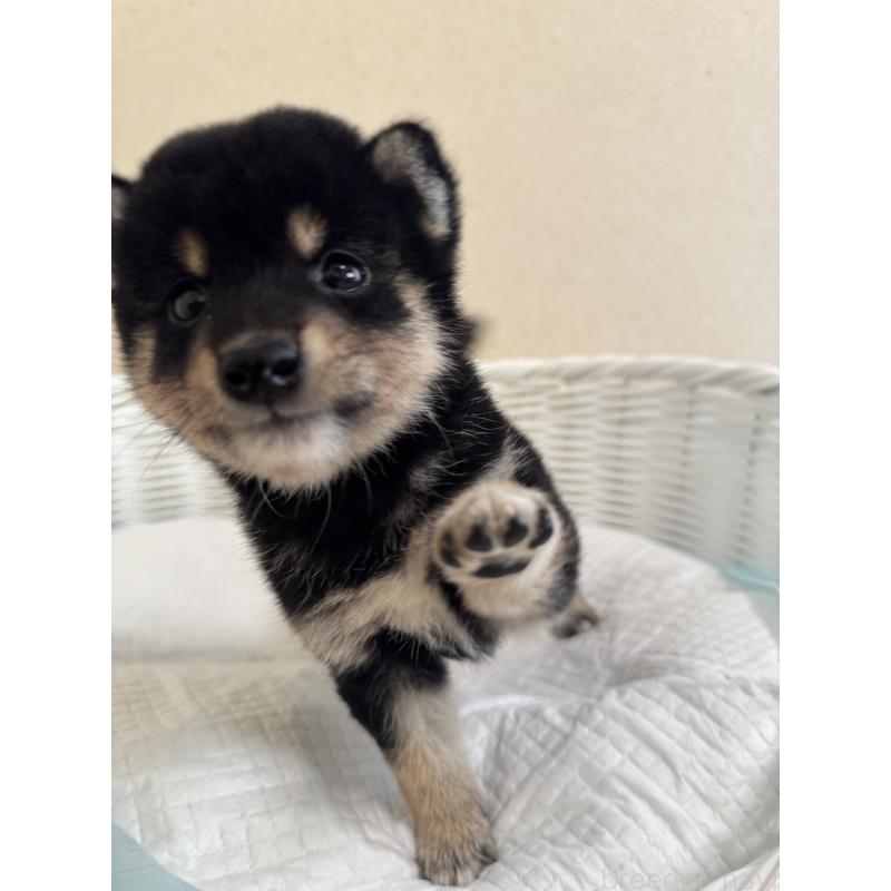 販売中の兵庫県の豆柴-424673の10枚目