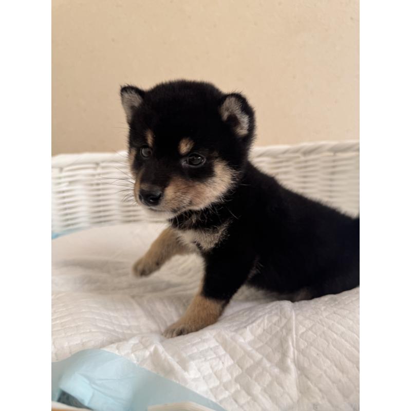 販売中の兵庫県の豆柴-424673の9枚目