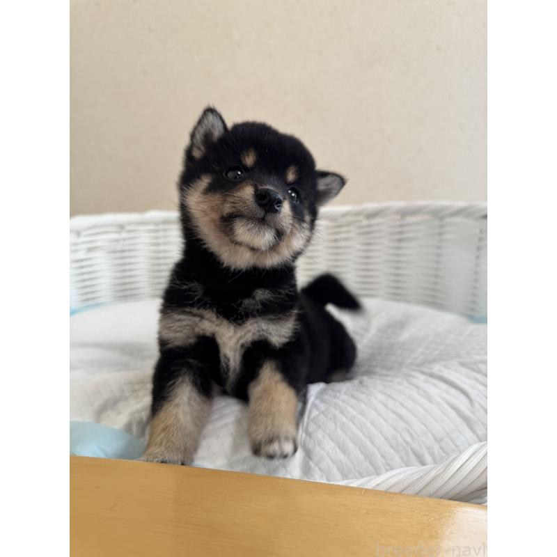 販売中の兵庫県の豆柴-424673の8枚目