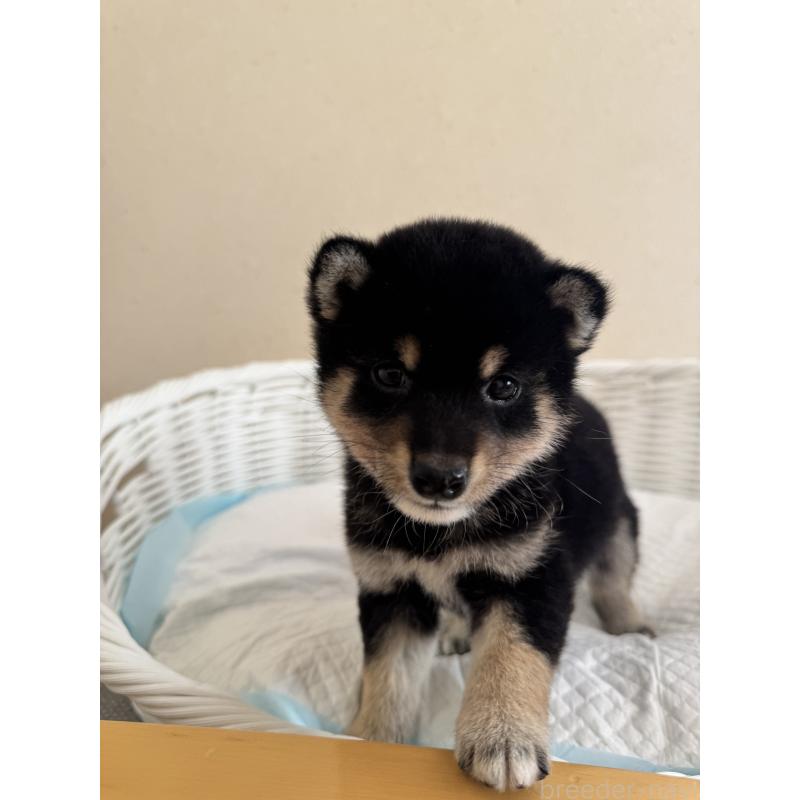 販売中の兵庫県の豆柴-424673の7枚目