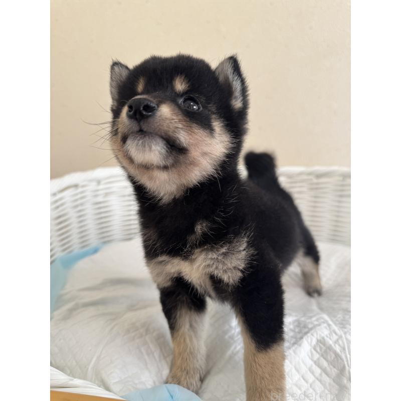 販売中の兵庫県の豆柴-424673の6枚目