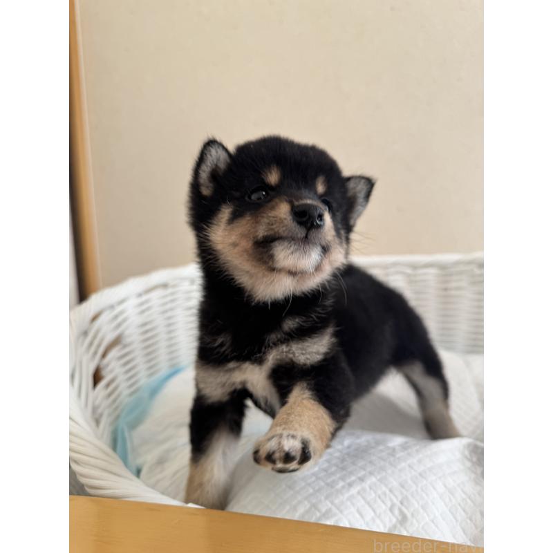 販売中の兵庫県の豆柴-424673の5枚目