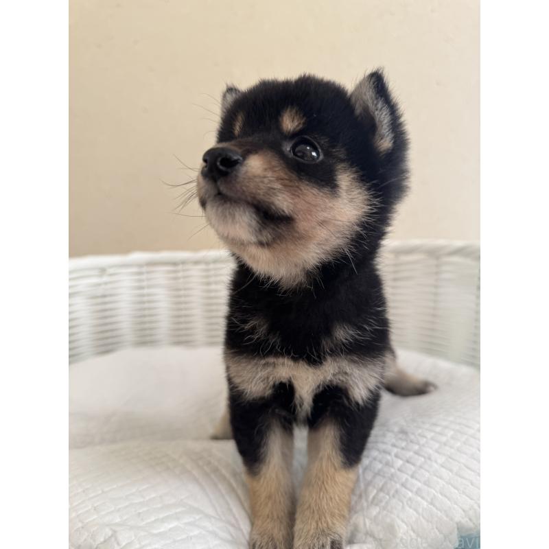 販売中の兵庫県の豆柴-424673の4枚目